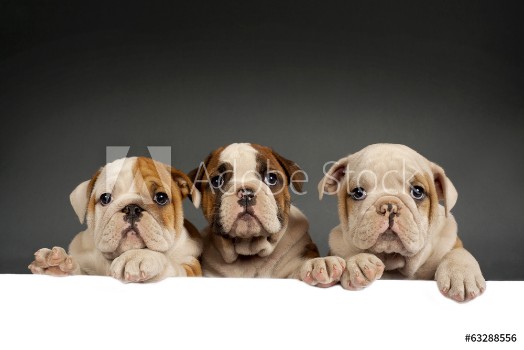 Picture of English bulldog puppies